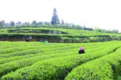 宜居茶葉產業園用農殘速測儀檢測茶葉農殘